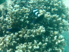 Pomacentrus polyspinus