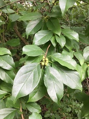 Maclura tricuspidata