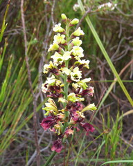 Tritoniopsis parviflora parviflora