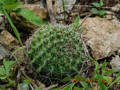 Mammillaria beneckei