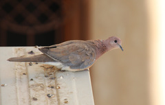 Streptopelia senegalensis