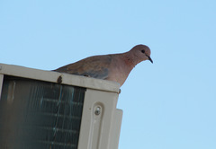 Streptopelia senegalensis