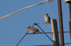Passer montanus