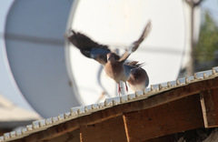 Streptopelia senegalensis