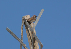 Passer montanus
