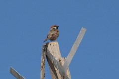Passer montanus