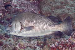 Plectorhinchus gibbosus