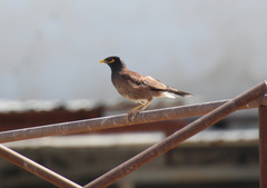 Acridotheres tristis