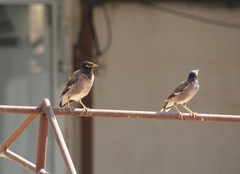 Acridotheres tristis