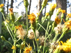 Hieracium virgultorum