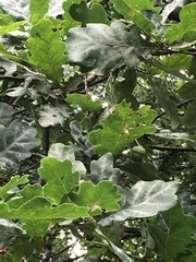 Quercus robur