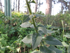 Hieracium virgultorum