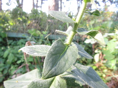 Hieracium virgultorum