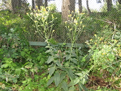 Hieracium virgultorum