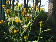 Hieracium virgultorum
