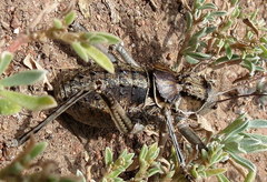 Hetrodes pupus