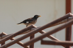 Acridotheres tristis