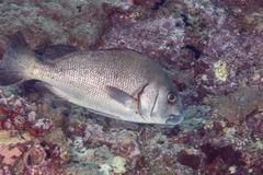 Plectorhinchus gibbosus