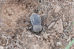 Philolithus sordidus