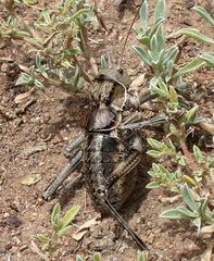 Hetrodes pupus