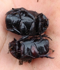 Rhinocoeta sanguinipes