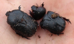 Rhinocoeta sanguinipes