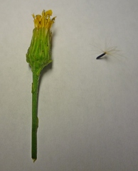 Hieracium virgultorum