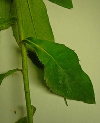 Hieracium virgultorum