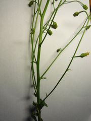 Hieracium virgultorum