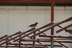 Acridotheres tristis