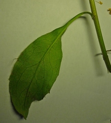 Hieracium virgultorum