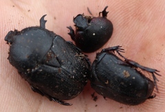 Rhinocoeta sanguinipes