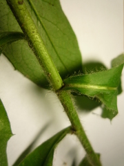 Hieracium virgultorum