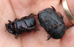 Rhinocoeta sanguinipes