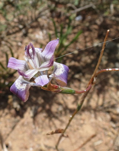 Saldanha Sticky Tulp (Moraea saldanhensis)