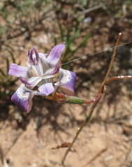 Moraea saldanhensis