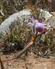 Moraea saldanhensis
