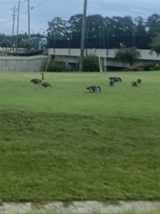 Anser anser × Branta canadensis