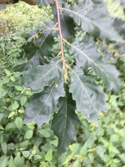 Quercus libani