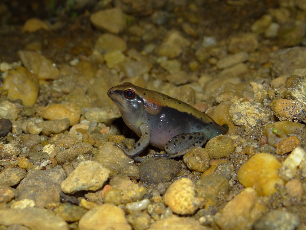Bicolored frog, photo from iNaturalist
