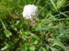 Valeriana tuberosa