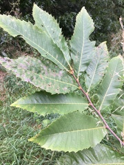 Castanea sativa