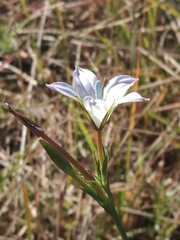 Prismatocarpus campanuloides