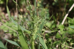 Dichanthelium scribnerianum