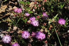 Antimima microphylla