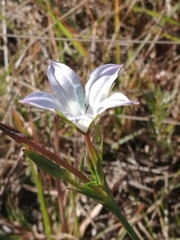 Prismatocarpus campanuloides