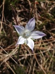 Prismatocarpus campanuloides