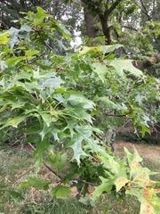 Quercus coccinea