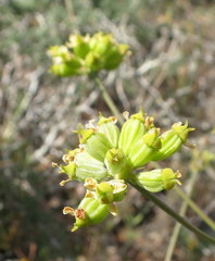Glia decidua