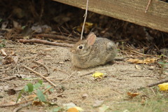 Sylvilagus floridanus